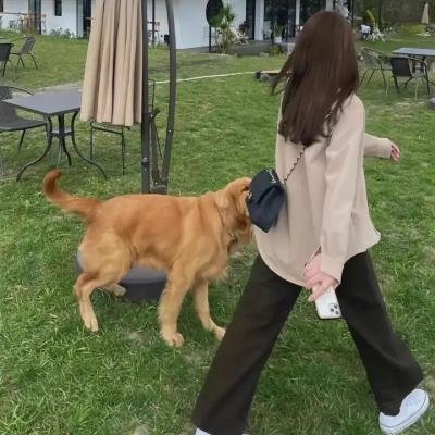 东北恋哥